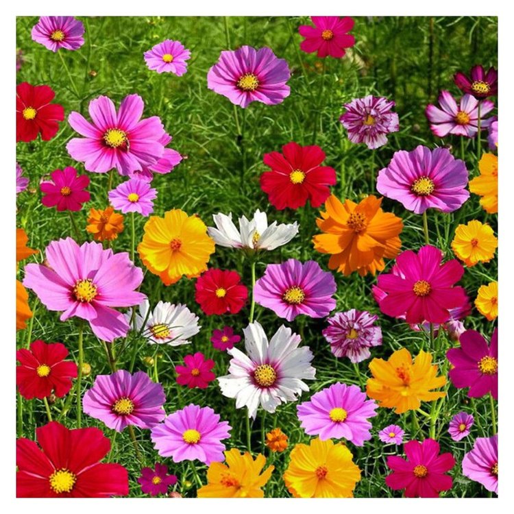 景區(qū)花海耐旱野花組合花種四季開花易種易活偉景園林