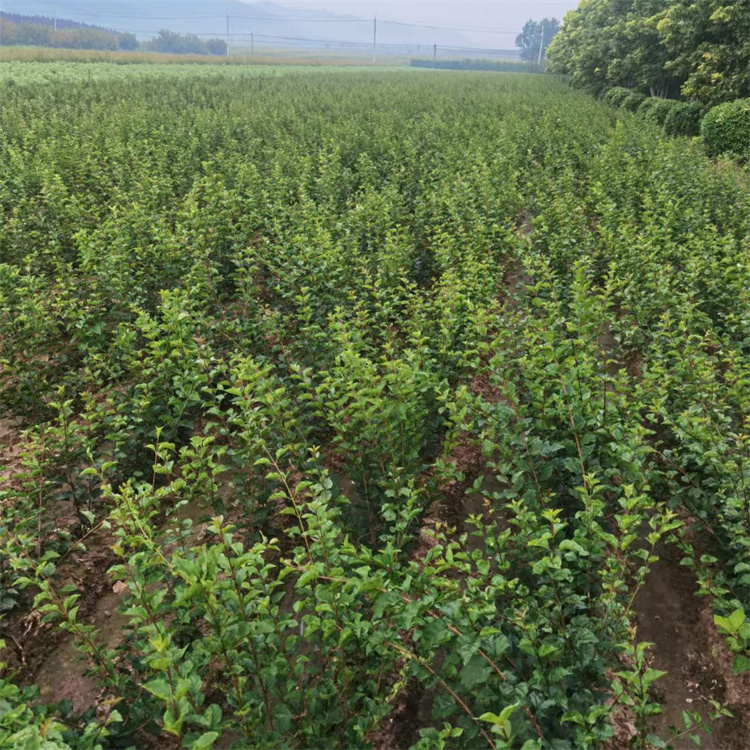 小葉丁香四季丁香綠籬苗工程綠化叢生杯苗東北合作社