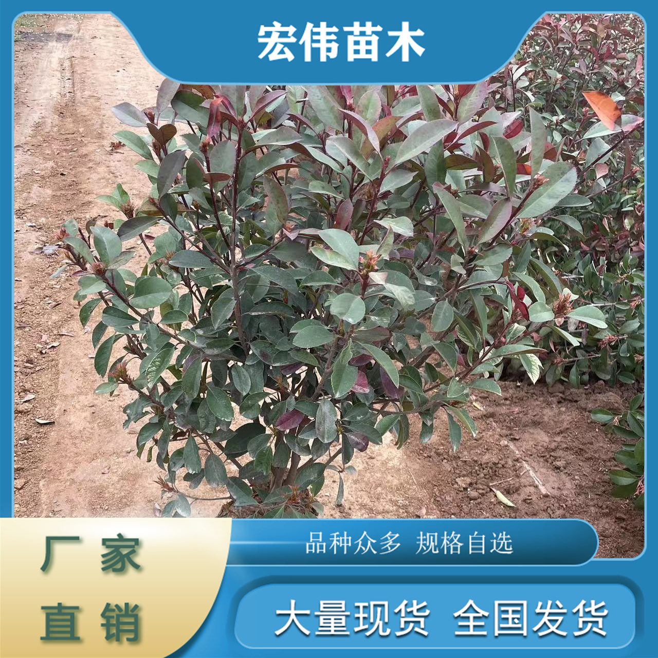 四季常青灌木易生長好成活紅葉石楠紅葉石楠苗
