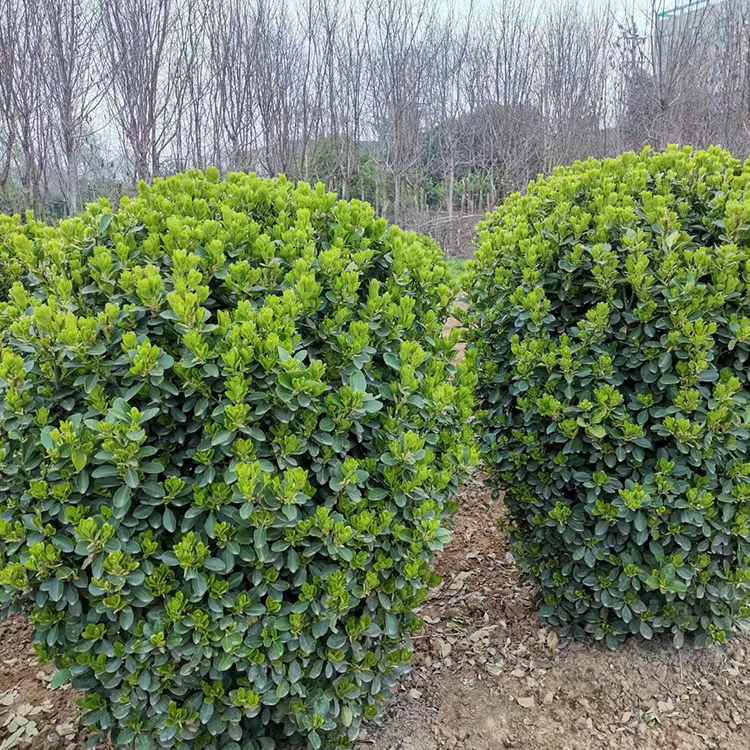 紅偉苗木存活率高成色好綠化工程用苗大葉黃楊球帶土球