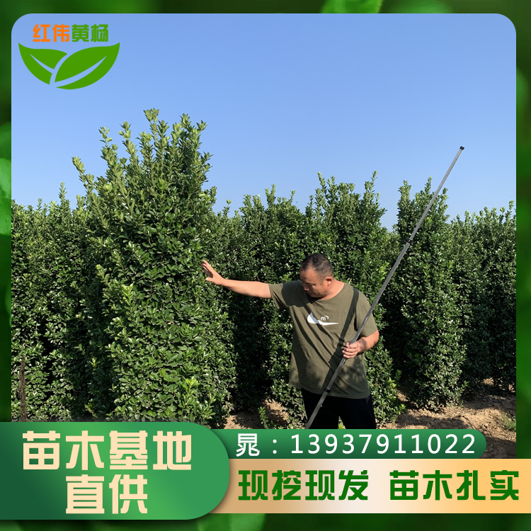 1.2SӴ~S22.51.8SF(xin)ڬF(xin)l(f)