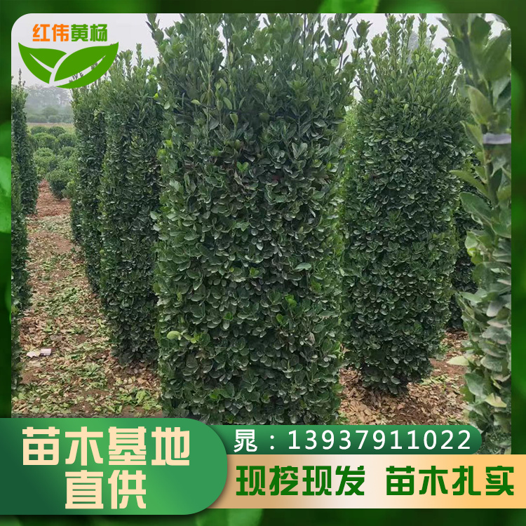 ~SӸ߶1-2׹ڷ30-80cmļGG