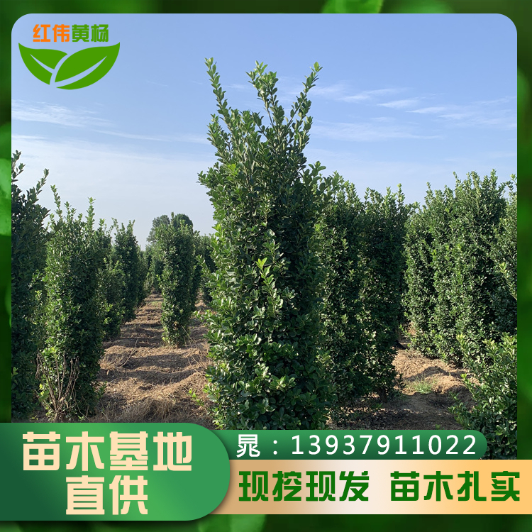 河南大葉黃楊柱高1-2米大葉黃楊常綠灌木帶土球