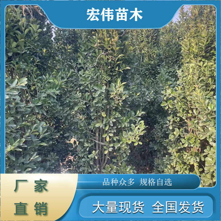 綠化苗圃大葉黃楊柱子常綠綠化成活率高漲勢(shì)好