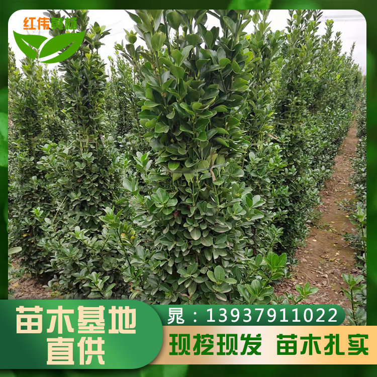 ~SG80-300Sӎl(f)؛