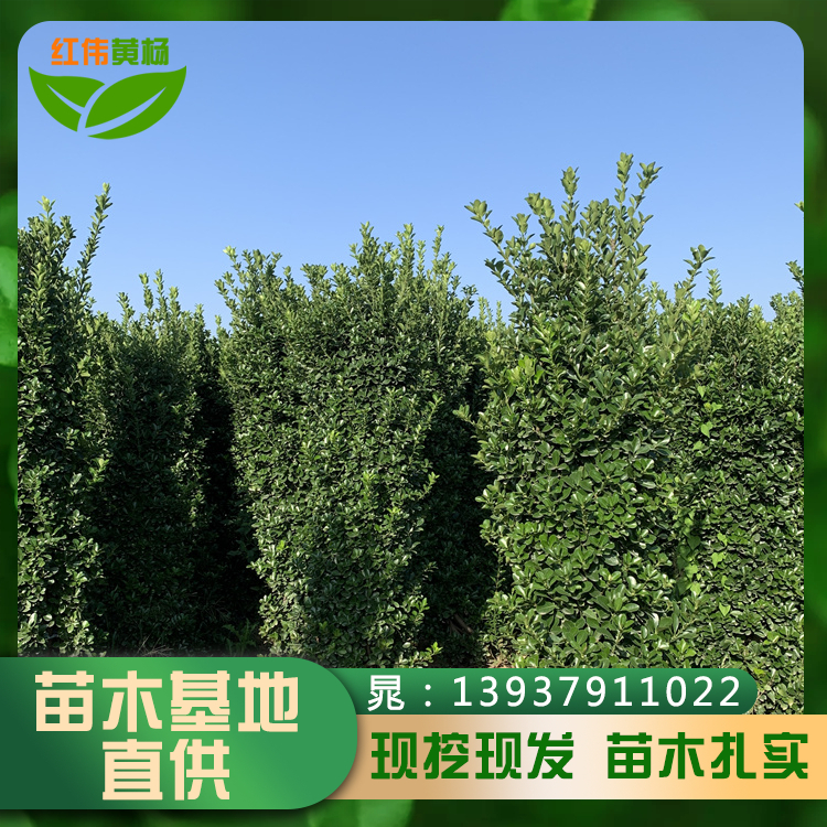 大量供應(yīng)1.8米大葉黃楊柱綠化樹規(guī)格尺寸齊全柱形飽滿