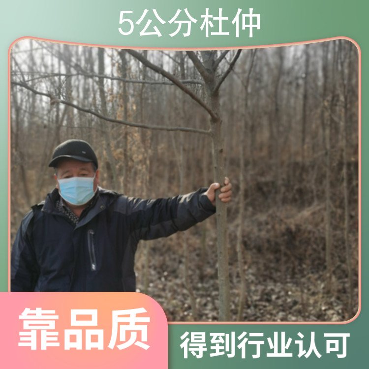 5公分杜仲樹形特殊造型栽培環(huán)境露地主要觀賞部位觀葉
