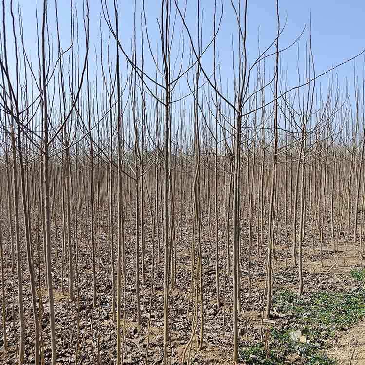 供應(yīng)園林綠化工程樹5-6公分杜仲苗露天種植基地實(shí)拍