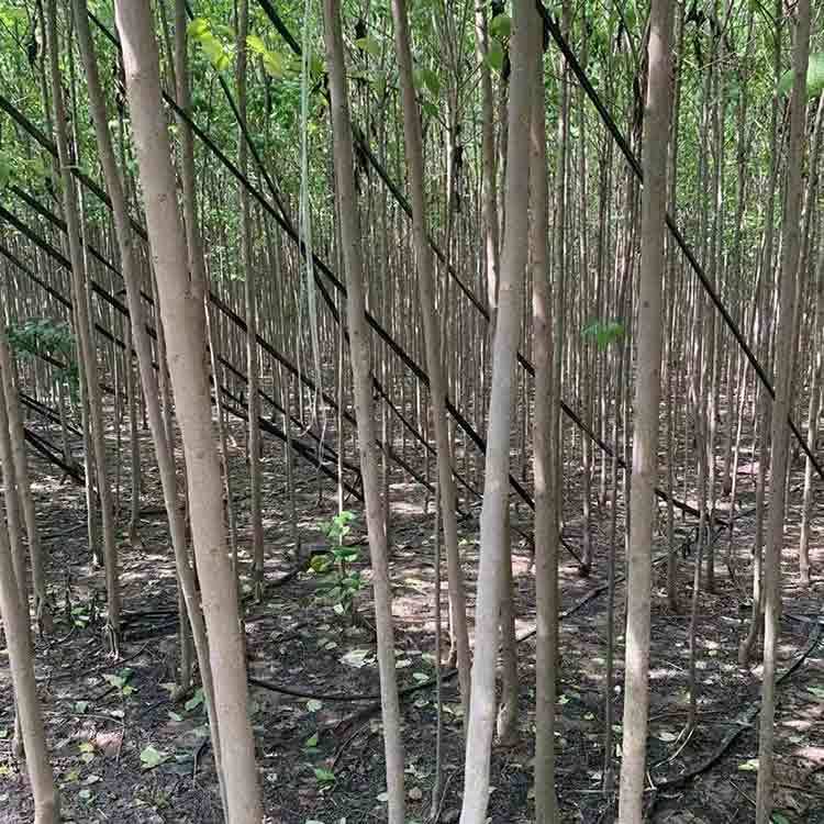 供應(yīng)1-15公分杜仲苗根系發(fā)達綠普森農(nóng)業(yè)苗木培育基地