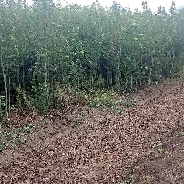 易成活易管理杜仲苗根系發(fā)達大小規(guī)格綠普森品種多