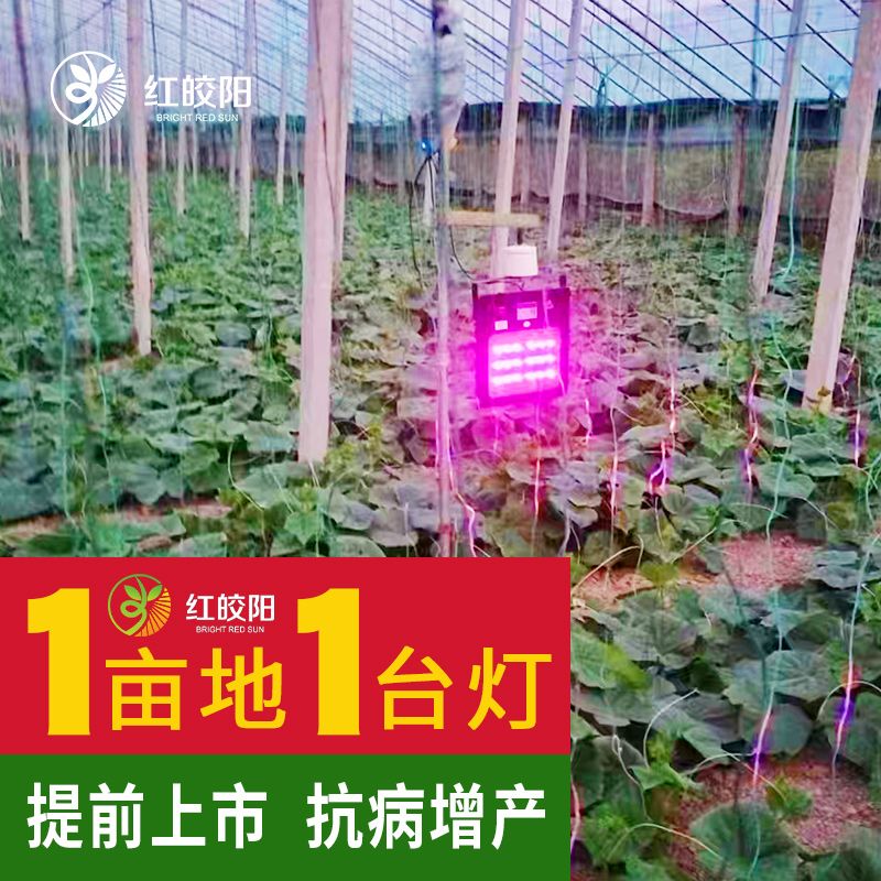 【甜瓜補光燈】紅皎陽大棚甜瓜專用激光生長燈壯苗防徒長增產(chǎn)增收