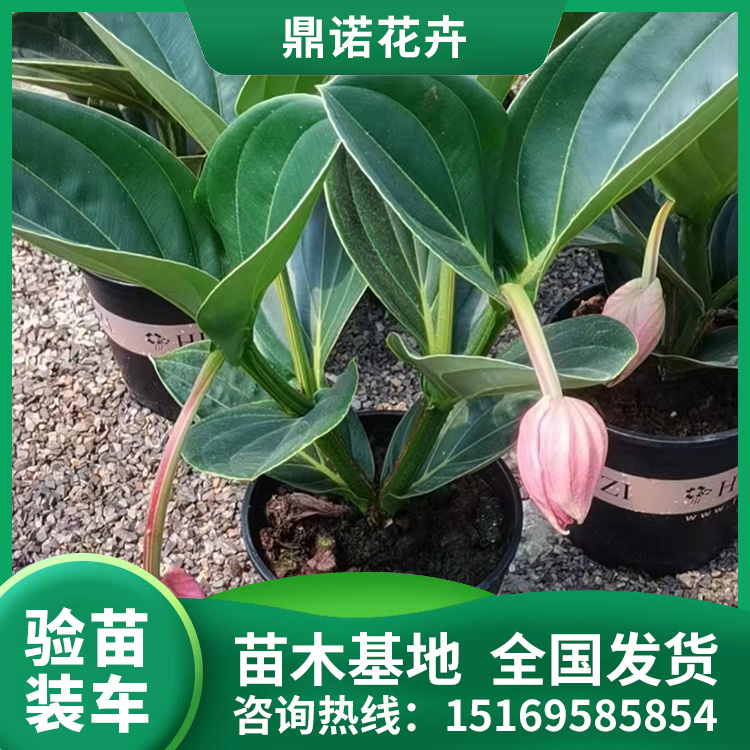 三色堇適應性較好方便管理根系發(fā)達鼎諾花卉苗木