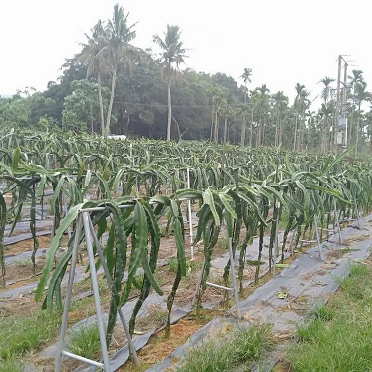 恒陽(yáng)除草布防草遮光透氣透水耐用環(huán)保