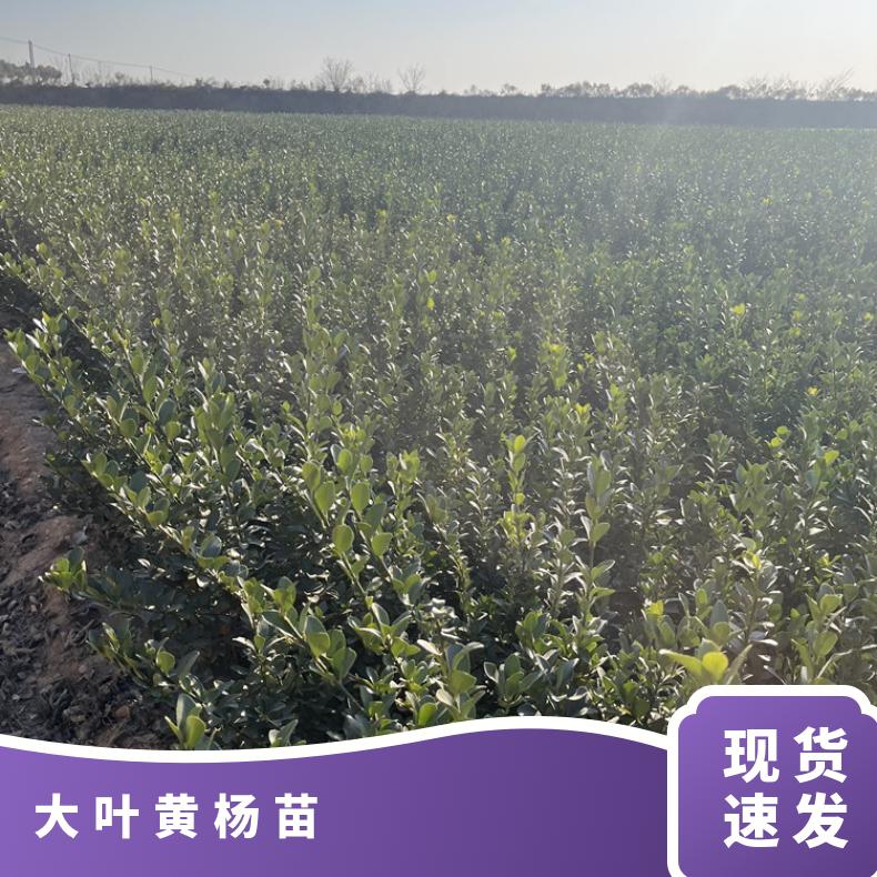 供應(yīng)冬青苗、綠籬規(guī)格60cm大葉黃楊苗葉片飽滿