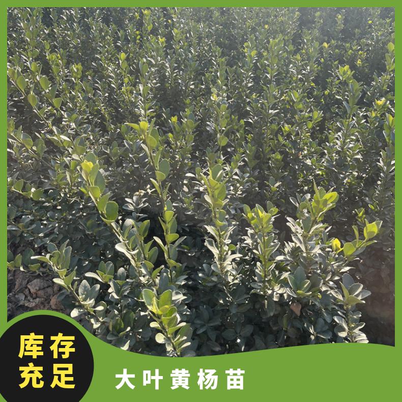 基地供應(yīng)現(xiàn)挖出售60公分大葉黃楊苗可帶土球