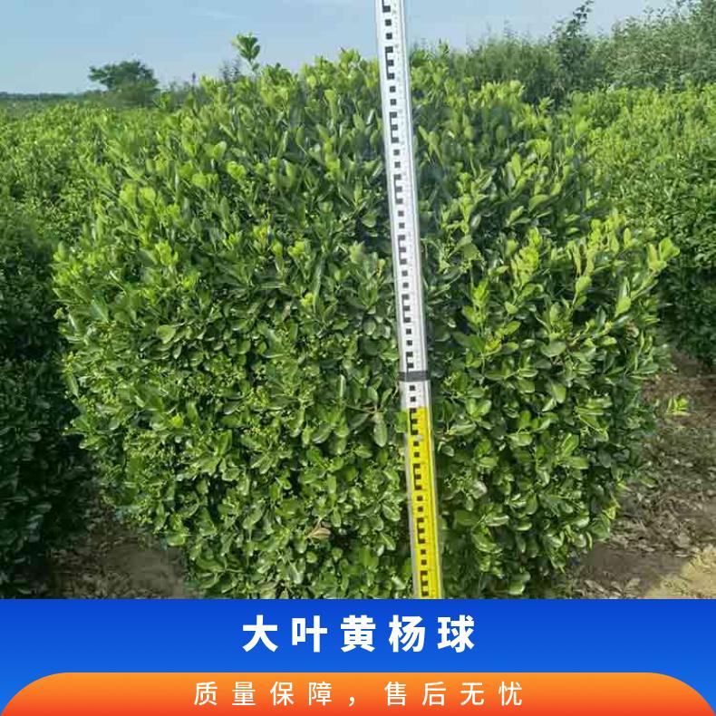 1.2米大葉黃楊球種植基地別墅綠化用綠植常綠灌木
