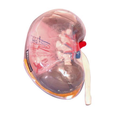 透明腎段模型醫(yī)學教學模型解剖模型